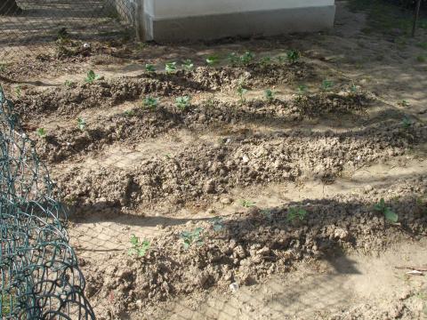À turma do 3º Ano coube primeiro talhão. 
Semearam favas, ervilhas e plantaram cebolo e couve.